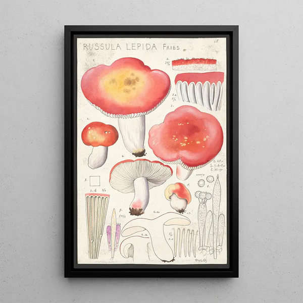 Russula lepida Fries - Hans Baldung — oprawiony obraz na ścianie