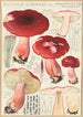 Russula linnaei - Hans Baldung — widok dzieła