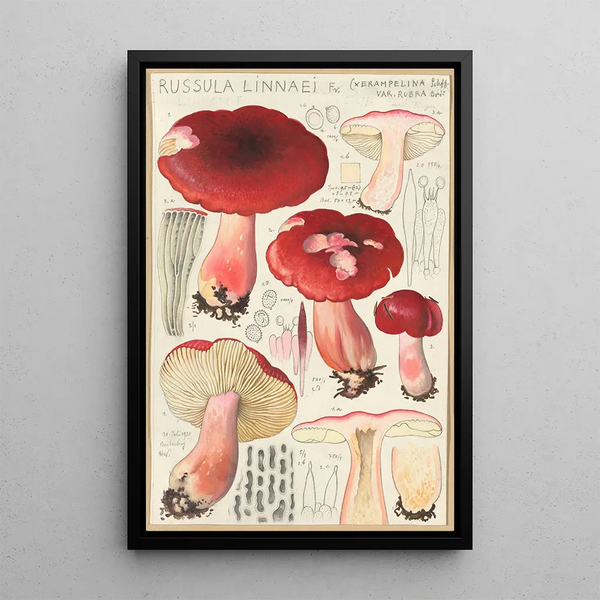 Russula linnaei - Hans Baldung — oprawiony obraz na ścianie