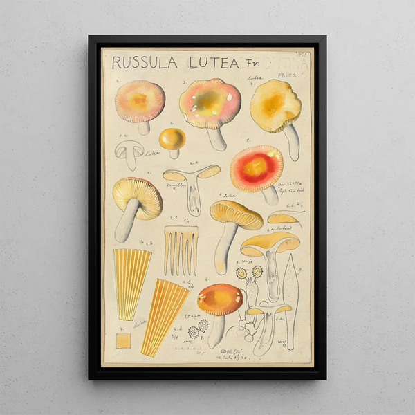 Russula lutea - Hans Baldung — oprawiony obraz na ścianie