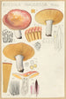 Russula nauseosa - Hans Baldung — widok dzieła