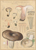 Russula nigricans - Hans Baldung — widok dzieła
