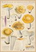 Russula ochroleuca - Hans Baldung — widok dzieła