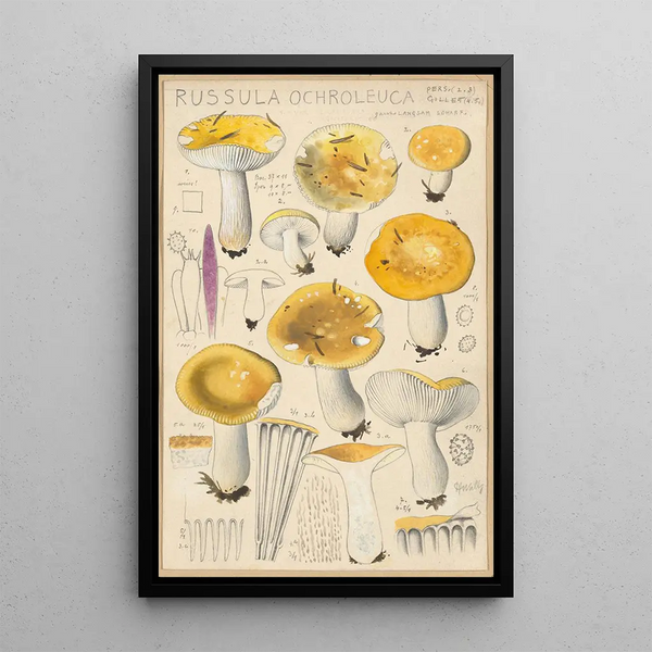 Russula ochroleuca - Hans Baldung — oprawiony obraz na ścianie