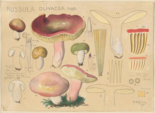 Russula olivacea - Hans Baldung — widok dzieła