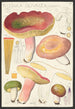 Russula olivacea schff - Hans Baldung — widok dzieła