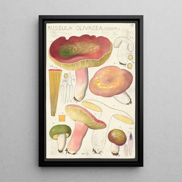 Russula olivacea schff - Hans Baldung — oprawiony obraz na ścianie