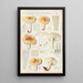 Russula pectinata - Hans Baldung — oprawiony obraz na ścianie