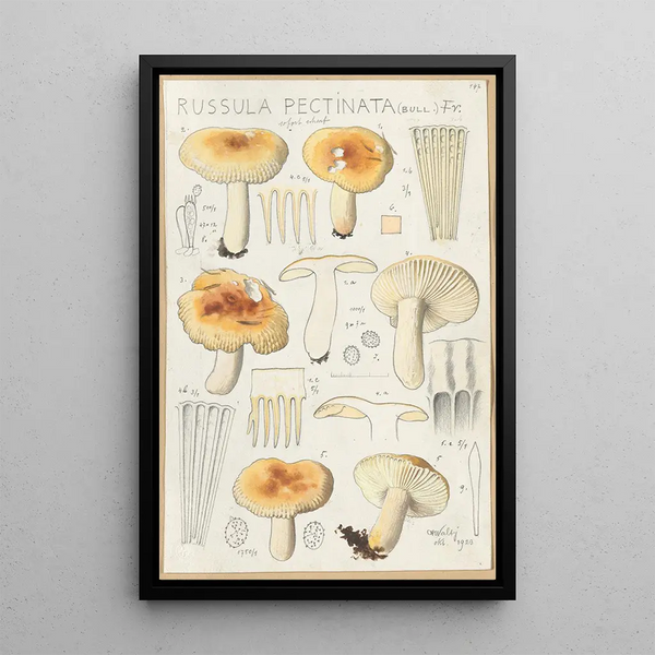 Russula pectinata - Hans Baldung — oprawiony obraz na ścianie