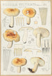 Russula pectinata - Hans Baldung — widok dzieła