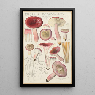Hans Walty - Russula rosacea.webp