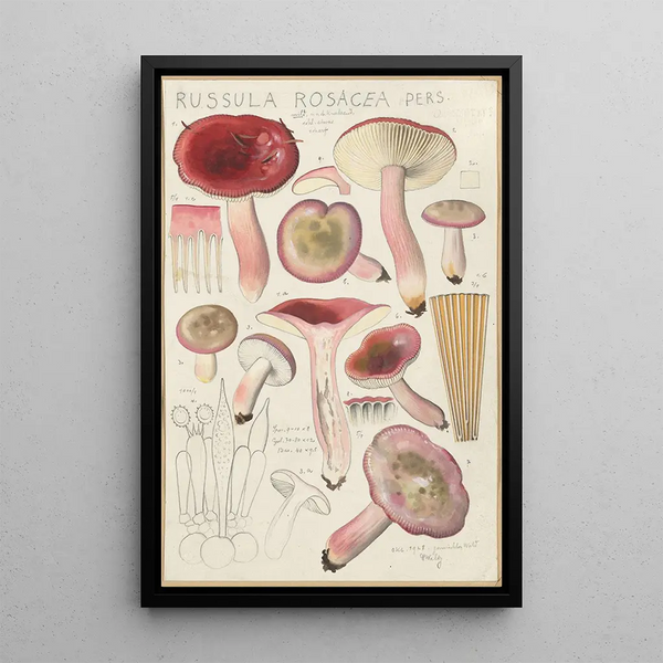 Russula rosacea - Hans Baldung — oprawiony obraz na ścianie