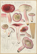 Russula rosacea - Hans Baldung — widok dzieła