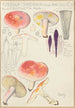 Russula sardonia - Hans Baldung — widok dzieła