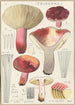 Russula secretan - Hans Baldung — widok dzieła