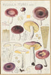 Russula turci - Hans Baldung — widok dzieła