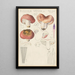 Russula vesca - Hans Baldung — oprawiony obraz na ścianie