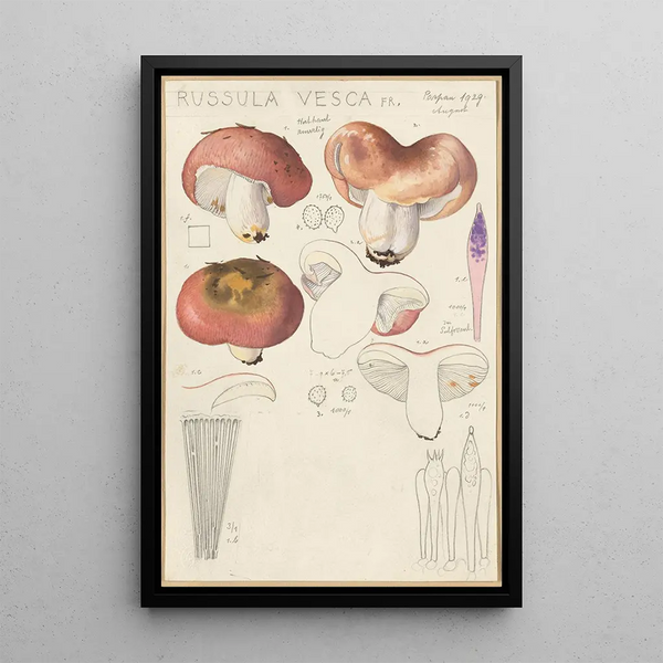 Russula vesca - Hans Baldung — oprawiony obraz na ścianie