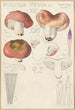 Russula vesca - Hans Baldung — widok dzieła