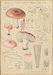 Russula vesca subsp Depallens singer - Hans Baldung — widok dzieła