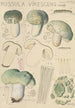 Russula virescens - Hans Baldung — widok dzieła