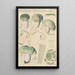 Russula virescens - Hans Baldung — oprawiony obraz na ścianie