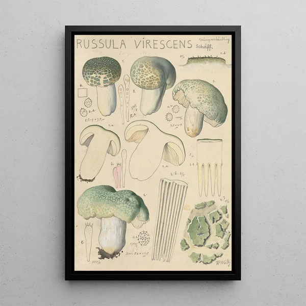 Russula virescens - Hans Baldung — oprawiony obraz na ścianie