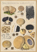 Scleroderma aurantium Pers - Hans Baldung — widok dzieła