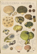 Scleroderma bovista - Hans Baldung — widok dzieła