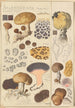 Scleroderma verrucosum - Hans Baldung — widok dzieła