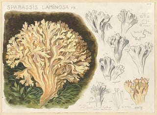 Sparassis laminosa - Hans Baldung — widok dzieła