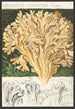 Sparassis laminosa Fries - Hans Baldung — widok dzieła