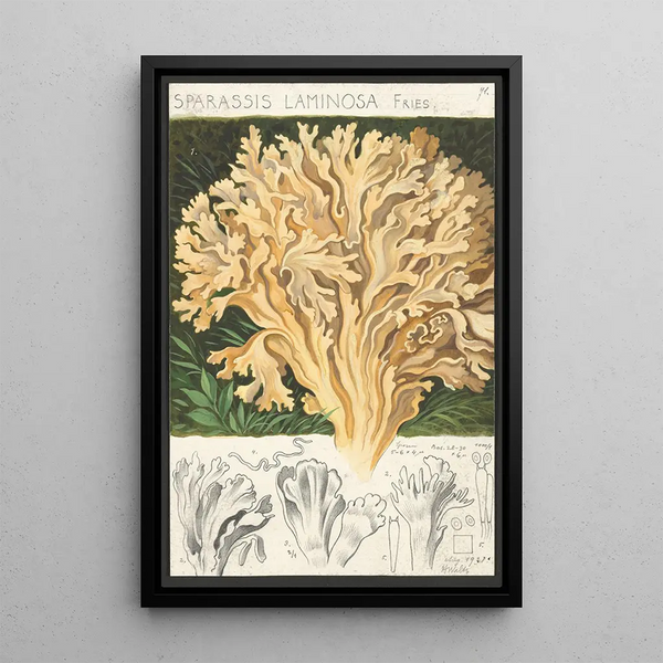 Sparassis laminosa Fries - Hans Baldung — oprawiony obraz na ścianie