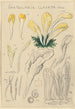 Spathularia clavata - Hans Baldung — widok dzieła