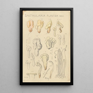 Hans Walty - Spathularia flavida.webp