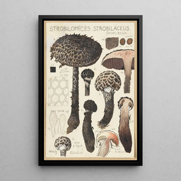 Strobilomyces strobilaceus Scop Berk - Hans Baldung — oprawiony obraz na ścianie