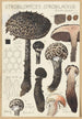 Strobilomyces strobilaceus Scop Berk - Hans Baldung — widok dzieła