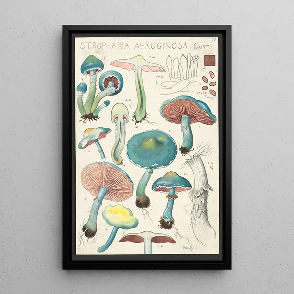 Stropharia aeruginosa Curt - Hans Baldung — oprawiony obraz na ścianie