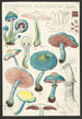 Stropharia aeruginosa Curt - Hans Baldung — widok dzieła