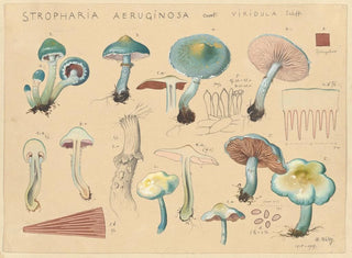 Stropharia aeruginosa var. viridula - Hans Baldung — widok dzieła