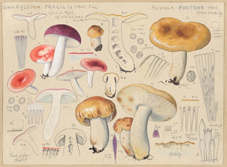 Russula foetens - Hans Baldung — widok dzieła