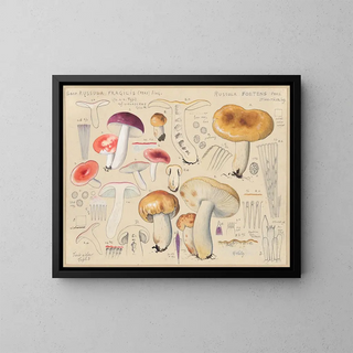 Russula foetens - Hans Baldung — oprawiony obraz na ścianie