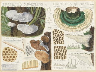 Hans Walty - Trametes gibbosa.webp
