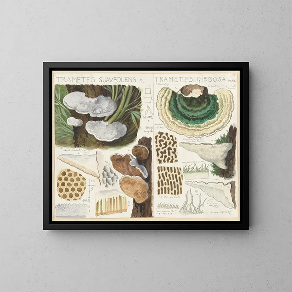 Trametes gibbosa - Hans Baldung — oprawiony obraz na ścianie