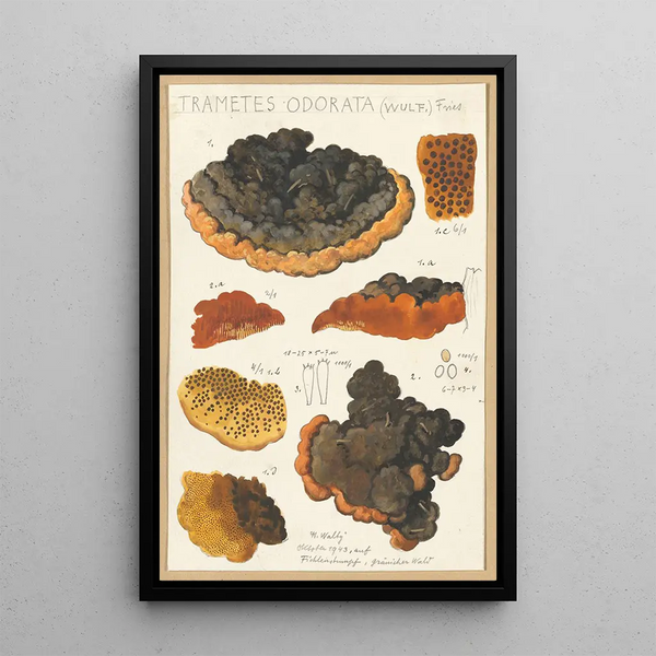 Trametes odorata Wulf Fries - Hans Baldung — oprawiony obraz na ścianie