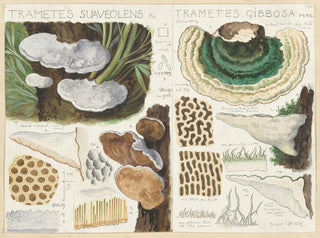 Trametes suaveolens - Hans Baldung — widok dzieła