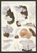 Tremellodon gelatinosum Fr - Hans Baldung — widok dzieła