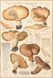 Tricholoma acerbum - Hans Baldung — widok dzieła