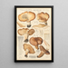 Tricholoma acerbum - Hans Baldung — oprawiony obraz na ścianie