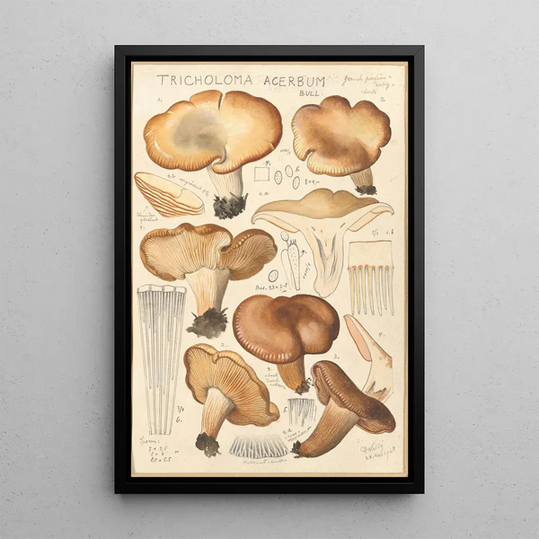 Tricholoma acerbum - Hans Baldung — oprawiony obraz na ścianie